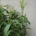 DSC04806