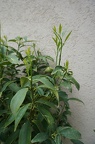 DSC04806