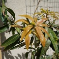 DSC04807
