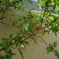 DSC04814