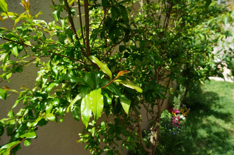 DSC04816