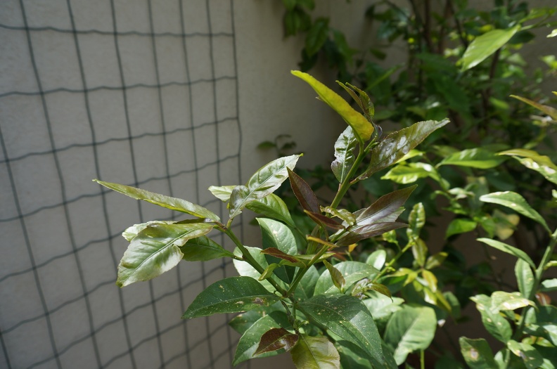 DSC04820