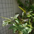 DSC04820