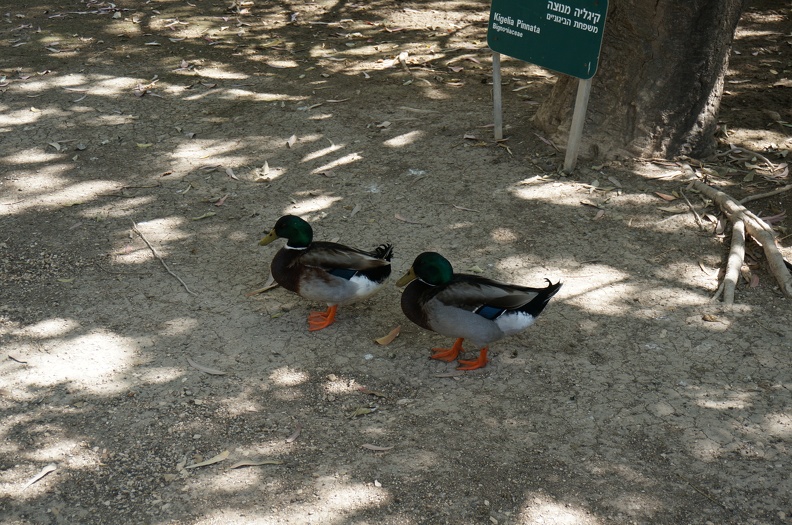 DSC04861