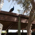 DSC05005