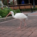 DSC07490