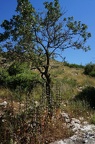 DSC00635