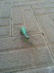 IMG 20150619 164011