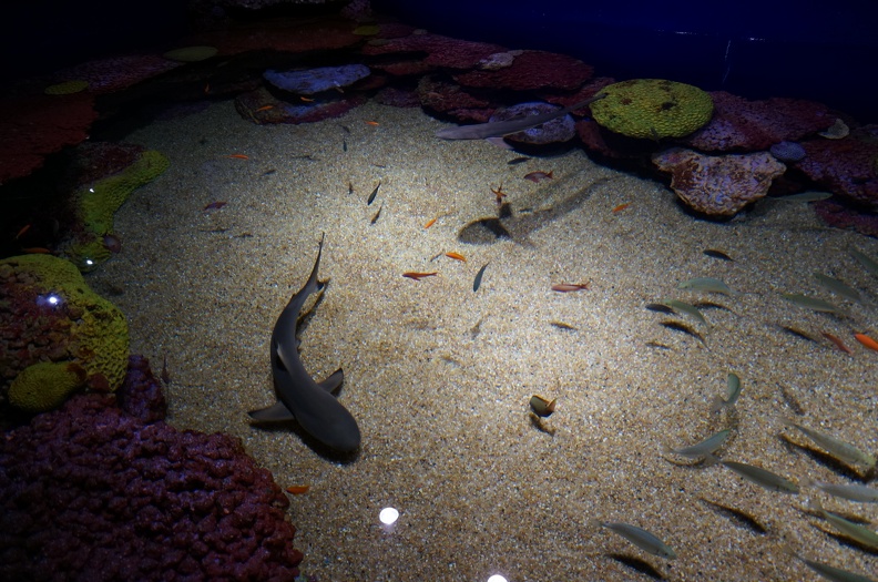 DSC00087
