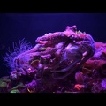 Осьминог (видео)