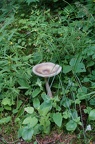 DSC01184