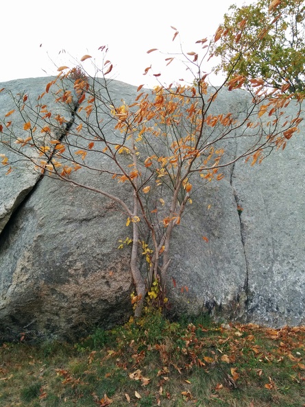 IMG 20151101 113721