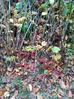 IMG 20151101 141024