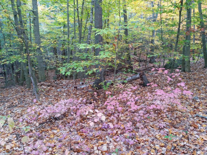 IMG 20151101 144740