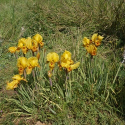 Alonei Kadima Reserve