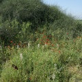 DSC04290