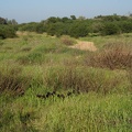 DSC04245