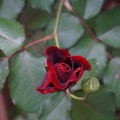 DSC04440