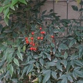 DSC04441
