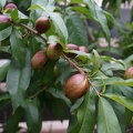 DSC04445