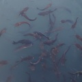 DSC04198