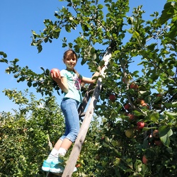 Apple Picking