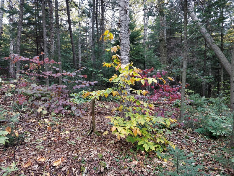 IMG 20181006 144621