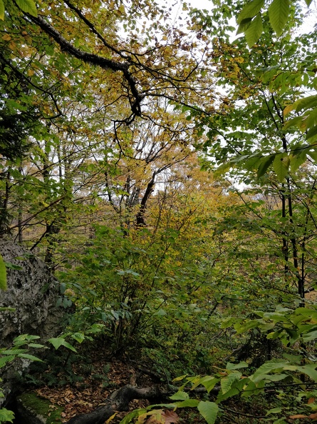 IMG 20181006 111201
