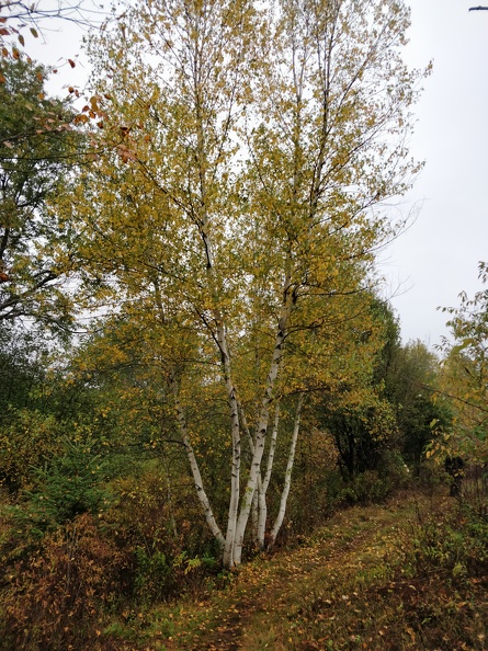 IMG 20181008 121541