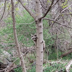 Raccoon