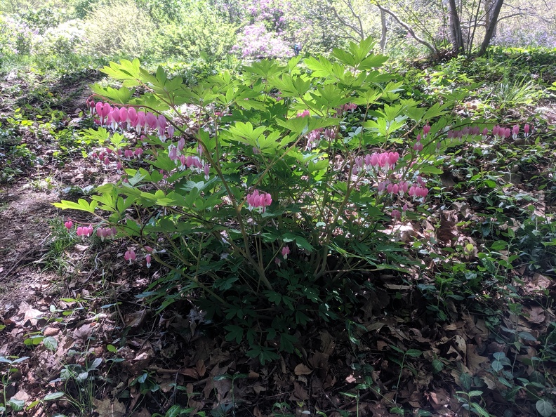 IMG 20190518 124403