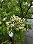 IMG 20190512 114211