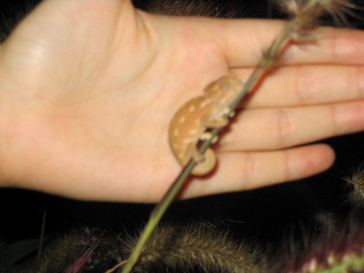Little Chameleon
(see the size!)