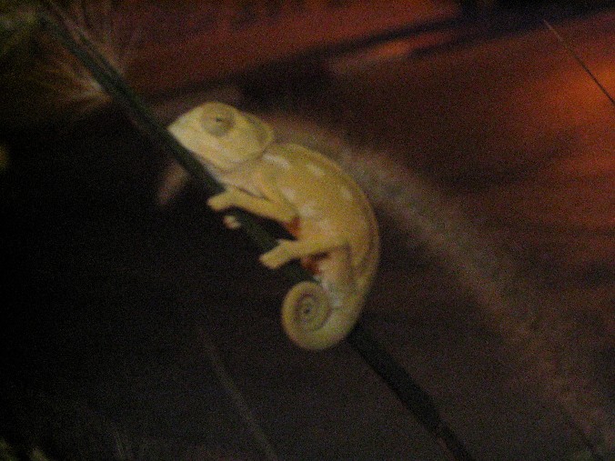 Little Chameleon
Taken: 14-Oct-2004