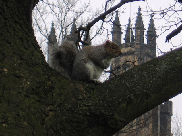 Squirrel