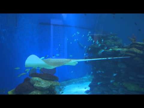 Скат (видео)