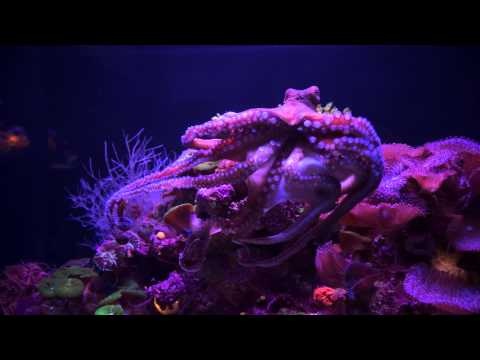 Осьминог (видео)